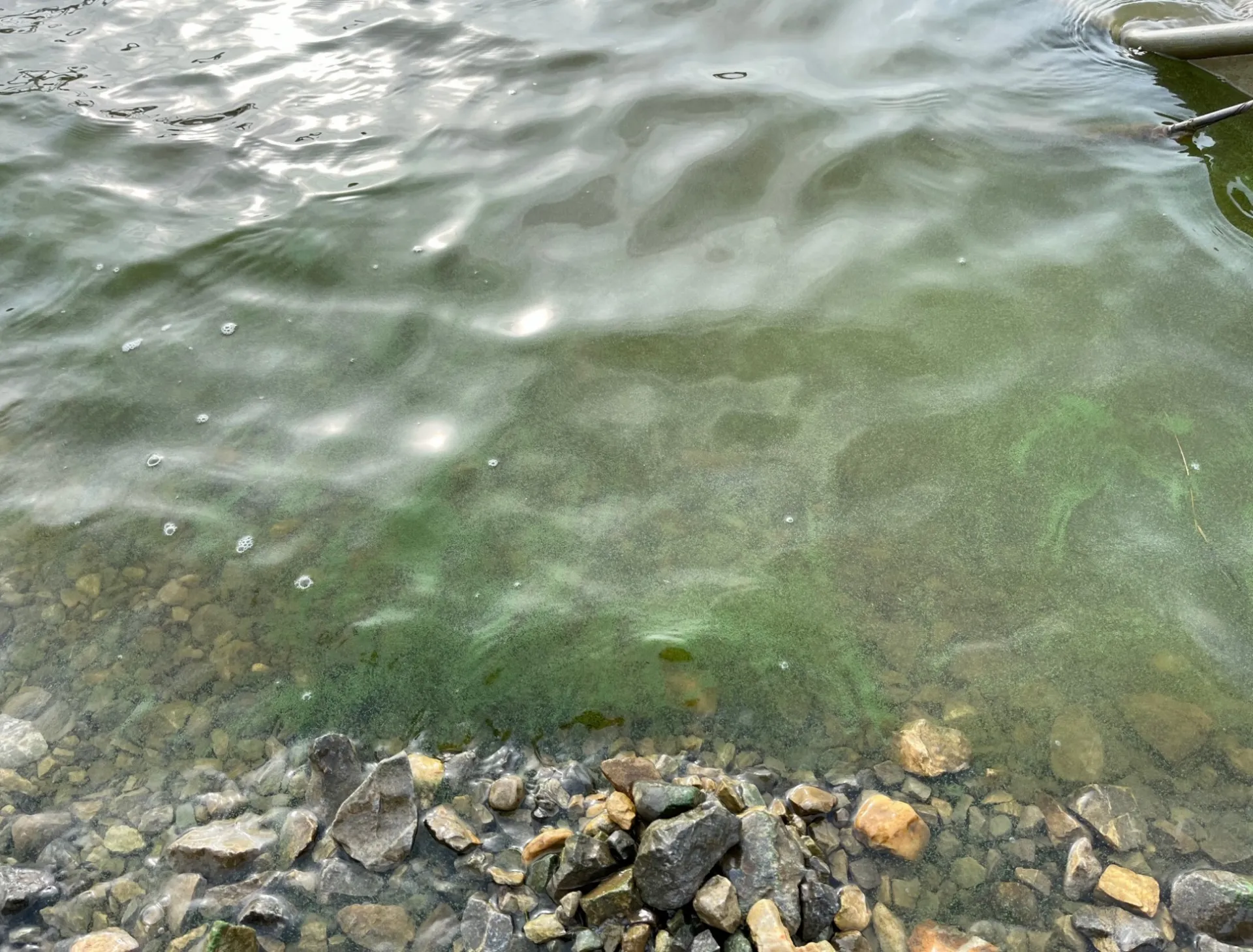 Harmful algal bloom in Lagoon — one of the 6 data collection points