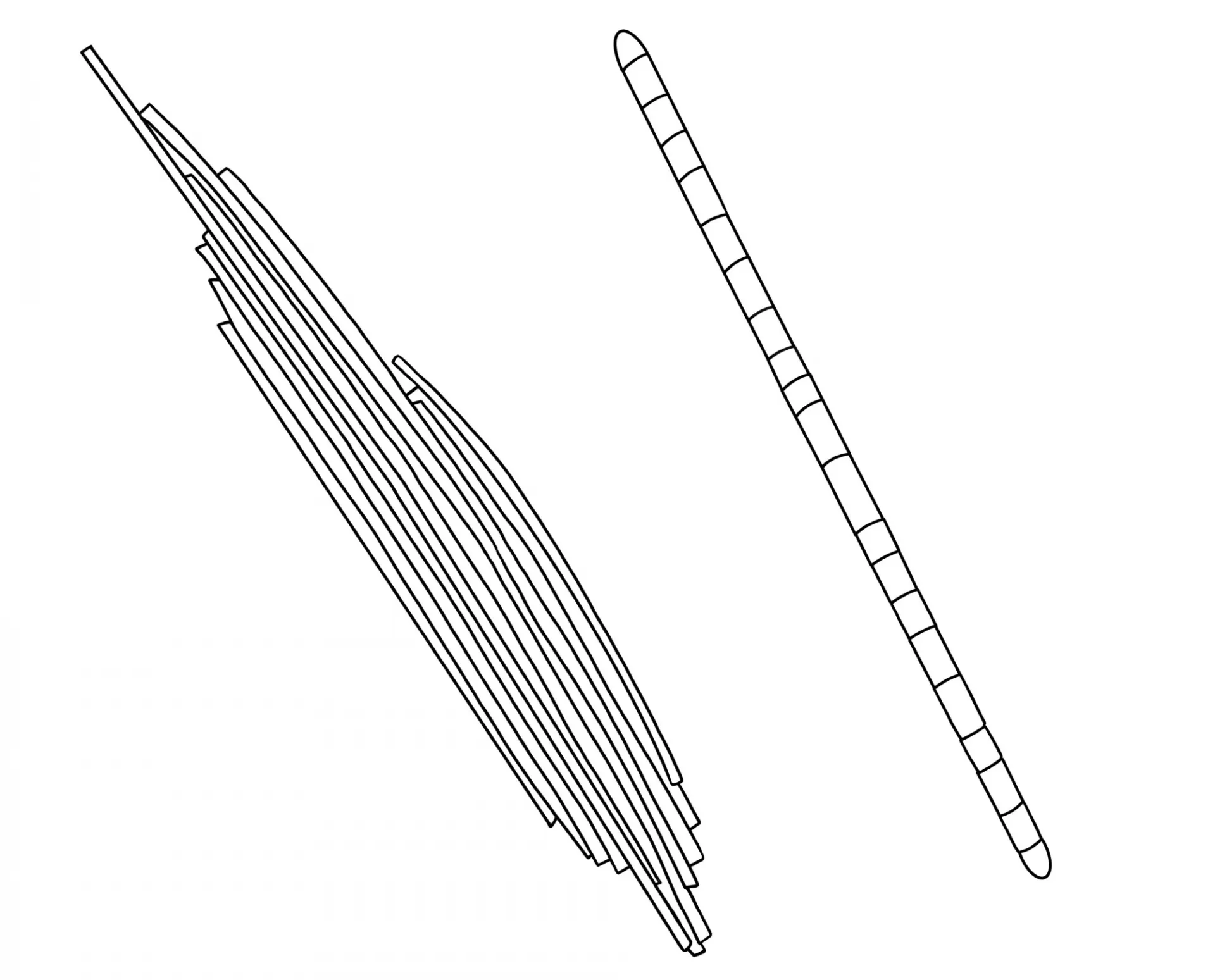 Aphanizomenon 