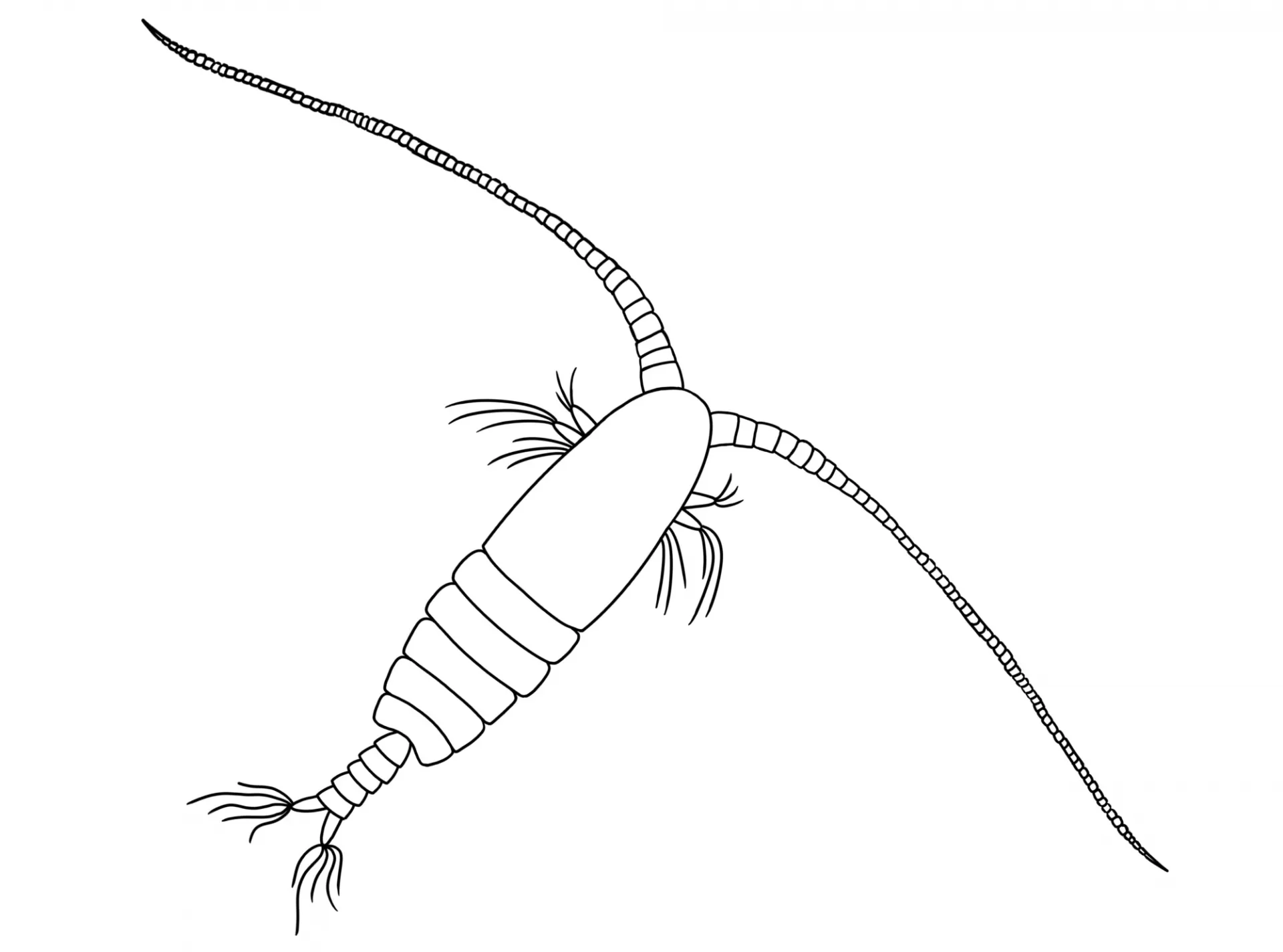 Calanus pacificus