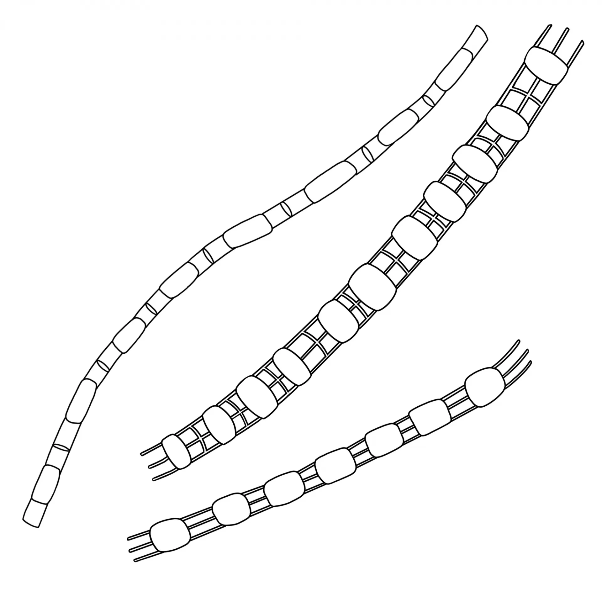 Skeletonema marinoi