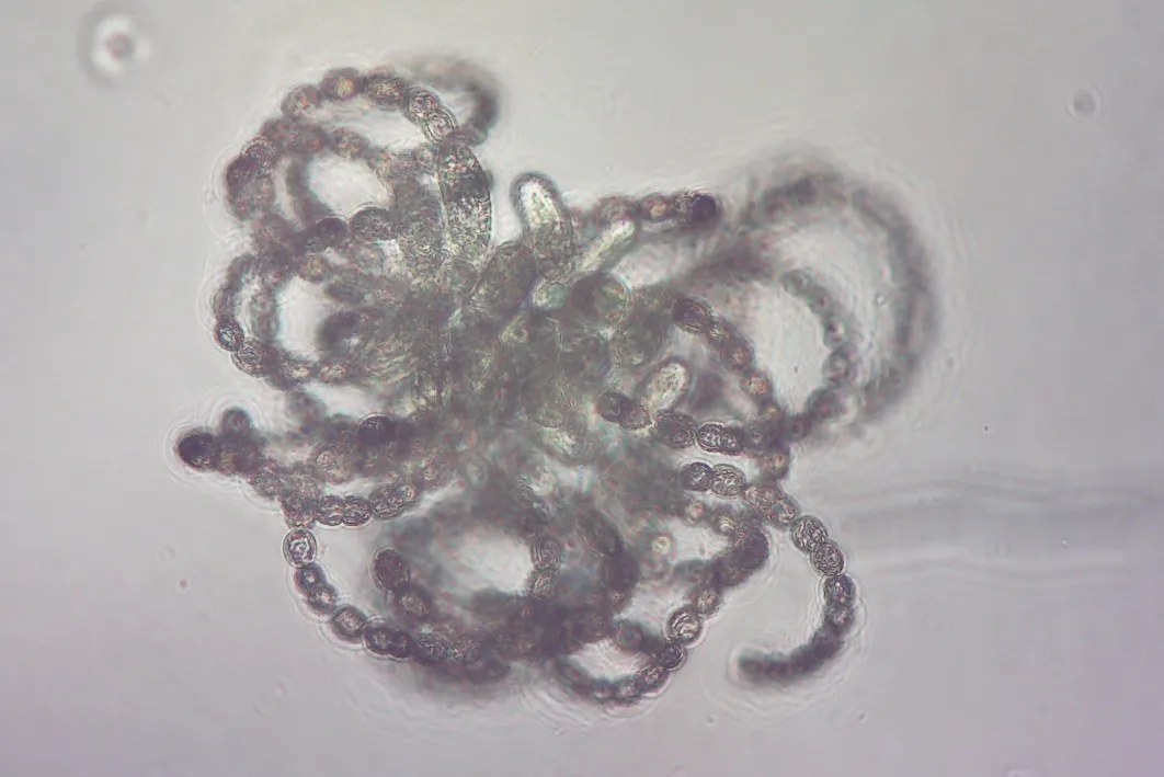 phyto